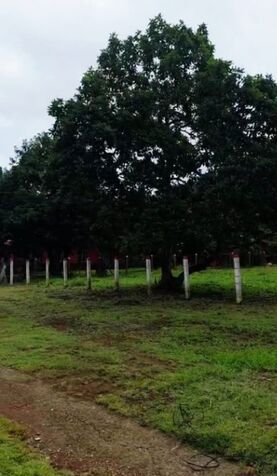 DE OPORTUNIDAD BELLA FINCA EN SAN MATEO, ALAJUELA.  en San Mateo, Alajuela — ₡ 250 000 000
