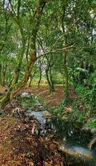 Hermosa Quinta a 30 minutos de Fortuna en La Tigra, San Carlos, Alajuela — 49 000 000 ₡ - Foto 5 de 22