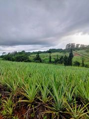 Venta de Finca, Heredia, Sarapiquí, Golfito, La Cureña