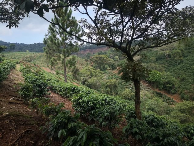 SE VENDE FINCA CAFETALERA EN NARANJO DE ALAJUELA. in Naranjo, Alajuela — $2,200,000