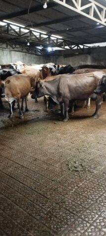 Finca Ganadera LecheRA  en Venta  entre San Ramón y Zarcero in San Ramón, Alajuela — ₡ 250 000 000