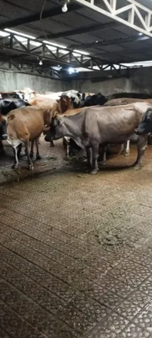 Finca Ganadera LecheRA  en Venta  entre San Ramón y Zarcero en San Ramón, Alajuela — ₡ 250 000 000