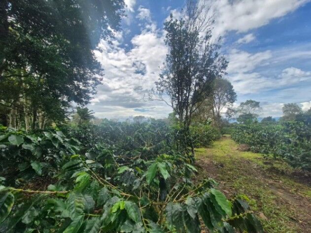 Finca de cafe Santa Elena, El General, Perez Zeledon. in El General, Pérez Zeledón, San José — $249,999