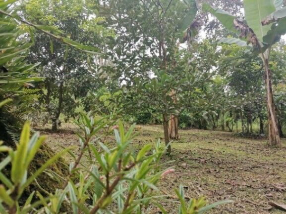 MLS-25-1079 VENTA LOTE CON CASA VENECIA SAN CARLOS in Venecia, San Carlos, Alajuela — ₡ 85 000 000