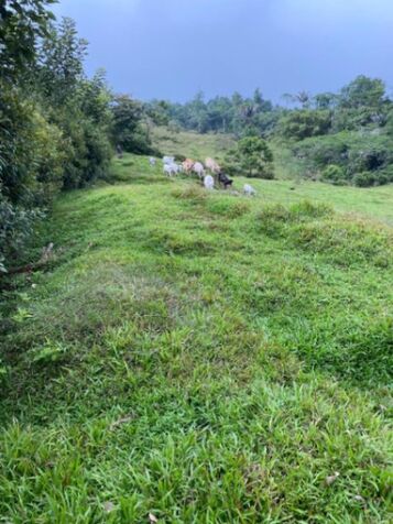 SE VENDE BELLA Y GRANDE FINCA EN SIQUIRRES, LIMÓN.  in Pacuarito, Siquirres, Limón — $800,000