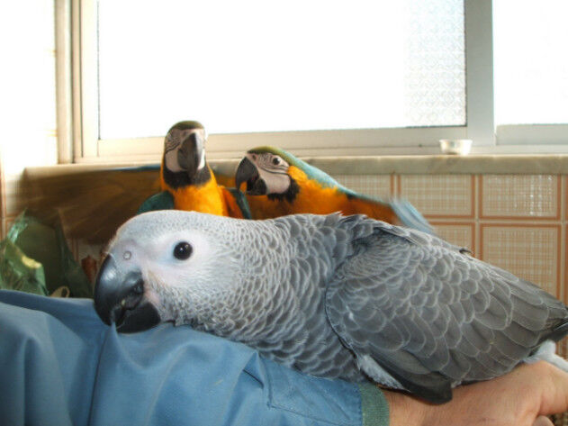 Loros Grises Africanos documentados, disponibles para reubicación. en Concepción, Alajuelita, San José — $300