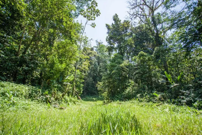 Se vende terreno de bosque primario en Cariari, Guápiles (FAU) in Guápiles, Pococí, Limón — $900,000 - Photo 3 of 10