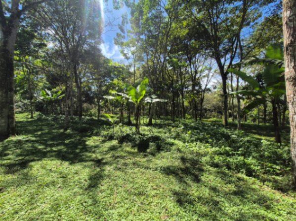 HERMOSA FINCA DE 10+ HECTÁREAS EN QUIZARRÁ, EXCELENTE UBICACIÓN in San Isidro De El General, Pérez Zeledón, San José — $399,999