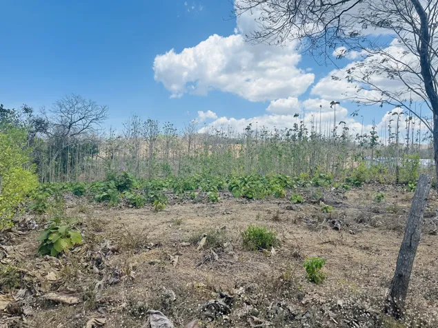 Premium 1,000 m² Lot in Pinilla – Your Sanctuary in Paradise! in Tamarindo, Santa Cruz, Guanacaste — $89,000