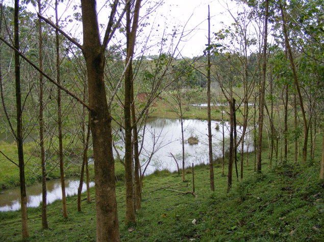 Venta Finca Chamorro Cutris San Carlos en Cutris, San Carlos, Alajuela — $3,000,000