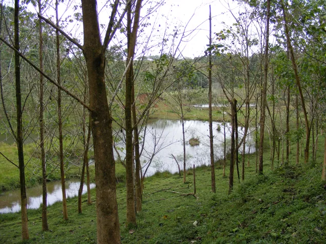 Venta Finca Chamorro Cutris San Carlos en Cutris, San Carlos, Alajuela — $3,000,000