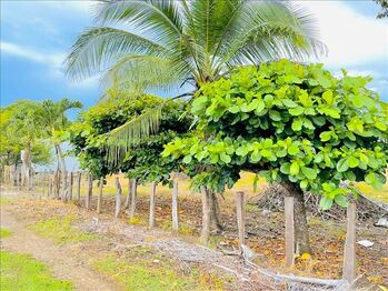 Finca en Venta Tamarindo, Santa Cruz, Guanacaste