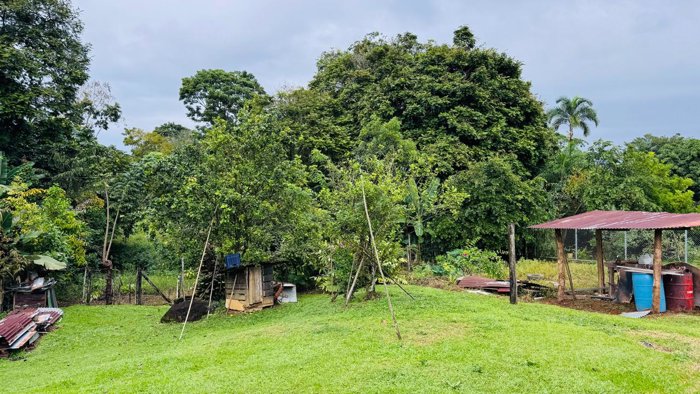 🌿🏡 ¡AMPLIO TERRENO CON CASA EN VENTA EN SIQUIRRES! in La Alegría, Siquirres, Limón — ₡ 110 000 000 - Photo 3 of 14
