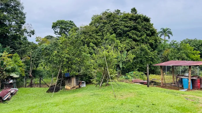 🌿🏡 ¡AMPLIO TERRENO CON CASA EN VENTA EN SIQUIRRES! in La Alegría, Siquirres, Limón — ₡ 110 000 000 - Photo 3 of 14