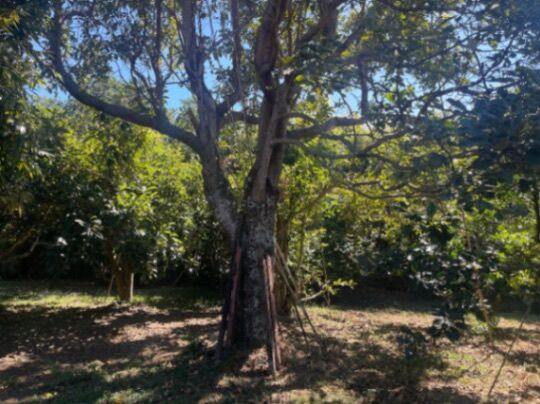 Venta de lote en Guayabos de Curridabat in Curridabat, San José — $180,000