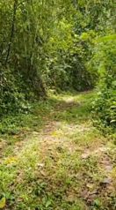 Beautiful And Unique Farm For Sale In Tabarcia de Mora, Ciudad Colón.