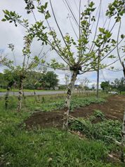 Terreno comercial en La Fortuna | 5.000 m² sobre corredor vial en La Fortuna, San Carlos, Alajuela — 120 000 000 ₡ - Foto 4 de 14