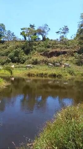 SE VENDE ESPECTACULAR FINCA EN LAS ARMENIAS DE UPALA.  en Upala, Alajuela — ₡ 207 000 000