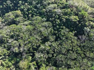 Venta de finca en Hojancha Guanacaste in Huacas, Hojancha, Guanacaste — $515,000,000 - Photo 5 of 9