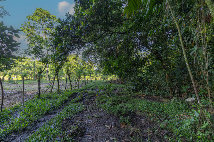 Venta de Finca en La Colonia, Guápiles en San Isidro, San Ramón, Alajuela — ₡ 185 000 000 - Foto 2 de 11