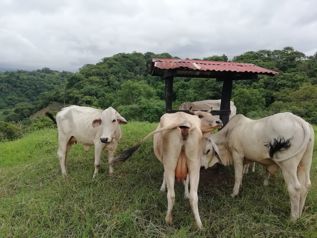 Venta de finca en Esparza Puntarenas Sector parcelas el Barón en San Juan Grande, Esparza, Puntarenas — $840,000 - Foto 2 de 31