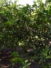 FINCA PRODUCTIVA DE 10.97 HECTÁREAS CON CABINAS, PISCINA Y PLANTACIÓN DE LIMÓN EN GUANACASTE en Las Juntas, Abangares, Guanacaste — 500 000 000 ₡ - Foto 4 de 35