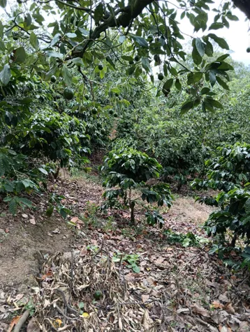terreno mixto apto para construir con cafè y àrboles frutales. en Corralillo, Cartago — $260,000 - Foto 2 de 10