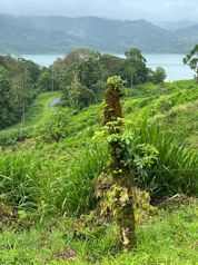 Se vende (Venta) terreno Lago Arenal, Tilarán COD FU 1419 en Tilarán, Guanacaste — $1,200,000 - Foto 5 de 21
