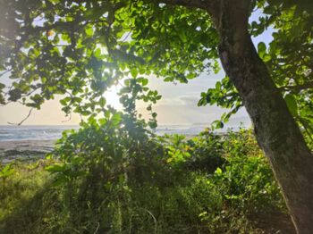Jungle Lot on Playa Negra, Costa Rica — your grounding point in nature en Cahuita, Talamanca, Limón — $50 - Foto 5 de 9