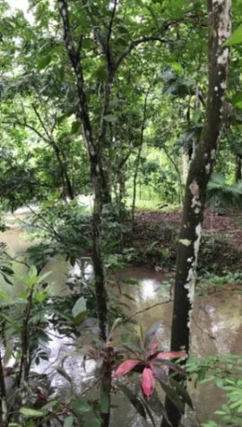 Gran propiedad en Parrita ideal para invertir o desarrollar en Parrita, Puntarenas — ₡ 65 000 000 - Foto 2 de 19