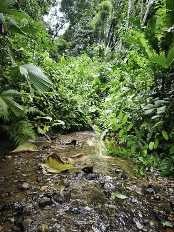 DE OPORTUNIDAD SE VENDE PRECIOSA FINCA EN CIUDAD NEILY, PUNTARENAS. en La Cuesta, Corredores, Puntarenas — ₡ 20 000 000 - Foto 2 de 3
