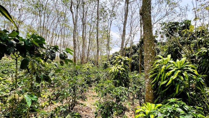 SE VENDE LOTE EN SAN ISIDRO, SAN RAMON in San Ramón, Alajuela — $139,500 - Photo 3 of 19