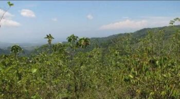 SE VENDE BELLA Y ÚTIL FINCA GANADERA.  en Jacó, Garabito, Puntarenas — 120 000 000 ₡ - Foto 4 de 18
