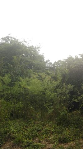 GANGA! Lote de 5002 m cerca de playa Guacalillo en Tárcoles, Garabito, Puntarenas — ₡ 35 000 000 - Foto 3 de 11