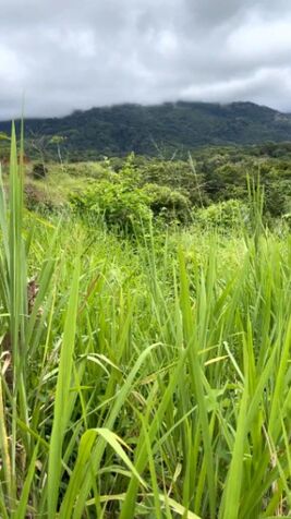 Build Your Dream in Paradise – Flat Jungle Lot with Mountain & Waterfall Views en Puerto Cortés, Osa, Puntarenas — $39,000