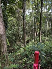 Venta / Lote de ensueño en San Carlos en La Tigra, San Carlos, Alajuela — 63 000 000 ₡ - Foto 3 de 13