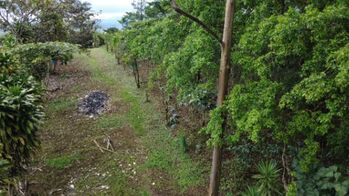 PROPIEDAD DE 5,186 M² EN VENTA EN SAN FRANCISCO DE CAJÓN in San Isidro De El General, Pérez Zeledón, San José — $120,000 - Photo 5 of 12