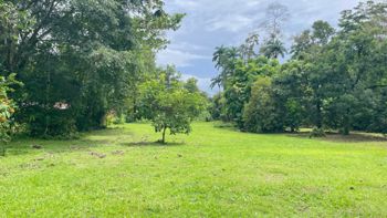 Lote en Venta en La Colonia de Guápiles | 3.149 m² de Naturaleza en Guápiles, Pococí, Limón — 37 000 000 ₡ - Foto 5 de 20
