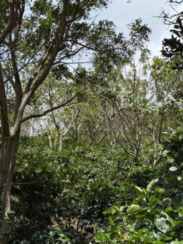 SE VENDE FINCA DE CAFÉ DE ALTURA.  en Desamparados, San José — $1,050,000