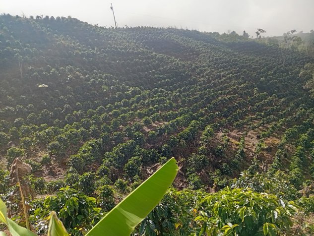 VENTA - Finca Ganadera y Cafetalera con Potencial Turístico en San Marcos de Tarrazú in San Marcos, Tarrazú, San José — $600,000