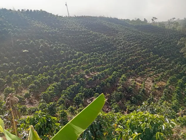 VENTA - Finca Ganadera y Cafetalera con Potencial Turístico en San Marcos de Tarrazú in San Marcos, Tarrazú, San José — $600,000