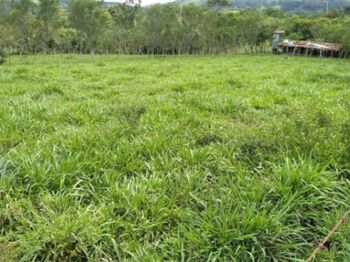 SE VENDE BELLA PROPIEDAD EN SABALITO, COTO BRUS.  en Sabalito, Coto Brus, Puntarenas — 40 000 000 ₡ - Foto 4 de 10