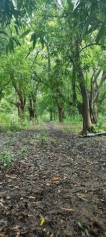 VENTA DE LOTE DE PLAYA, GUANACASTE, SANTA CRUZ en Cuajiniquil, Santa Cruz, Guanacaste — ₡ 175 000 000