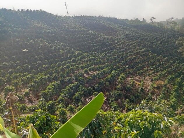 Finca Ganadera y Cafetalera con Potencial Turístico en San Marcos de Tarrazú in San Marcos, Tarrazú, San José — $600,000