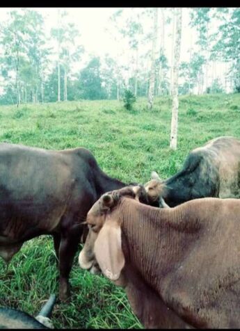 VENTA DE FINCA in San Jorge, Los Chiles, Alajuela — ₡ 80 000 000