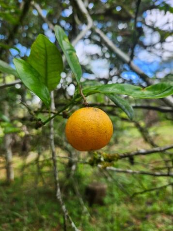 3.6 hectares muy plano y privado en Quizarra, Perez Zeledon. en Cajón, Pérez Zeledón, San José — $155,000