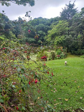 Finca de ensueño en las montañas de Santa Bárbara, Heredia 3,7 Acres en Santo Domingo, Santa Bárbara, Heredia — $740,000 - Foto 3 de 18