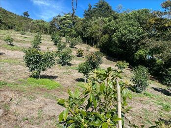 Finca en el Guarco de Cartago en El Tejar, El Guarco, Cartago — $1,800,000 - Foto 4 de 15