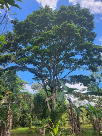 3.6 hectares muy plano y privado en Quizarra, Perez Zeledon. en Cajón, Pérez Zeledón, San José — $155,000