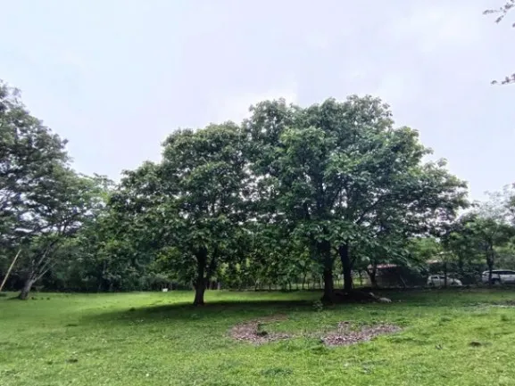 Se vende amplio lote de 7000m2 en Guácima Alajuela 25-1939 en Guácima, Alajuela — $318,500 - Foto 3 de 15